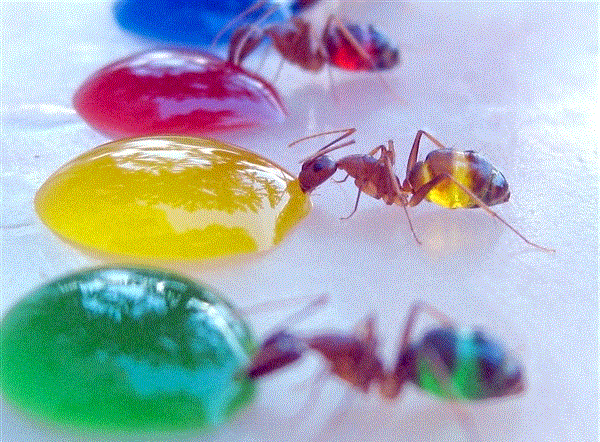 mrowki pija kolorwy napoj i maja potem kolorwe dupska
