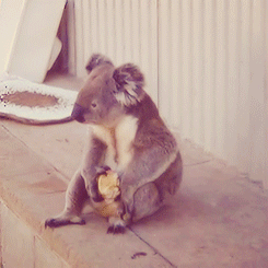 Koala eating lunch