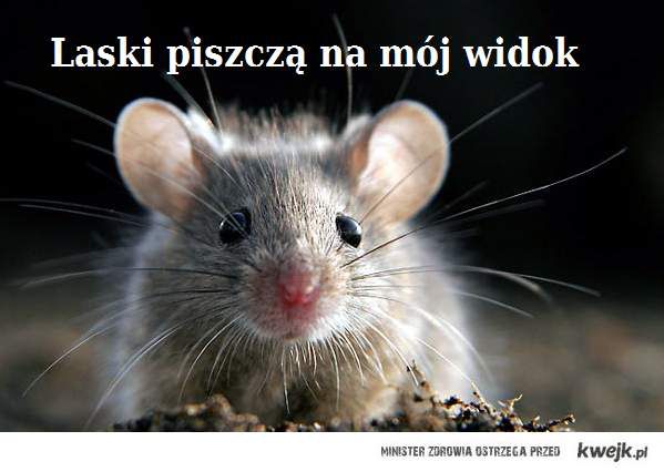 Pan Szczurek - Ministerstwo śmiesznych obrazków - KWEJK.pl