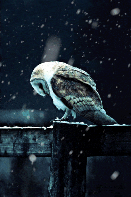 owl.