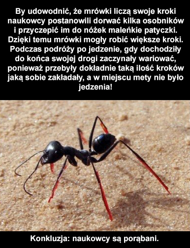 Naukowcy i mrówki