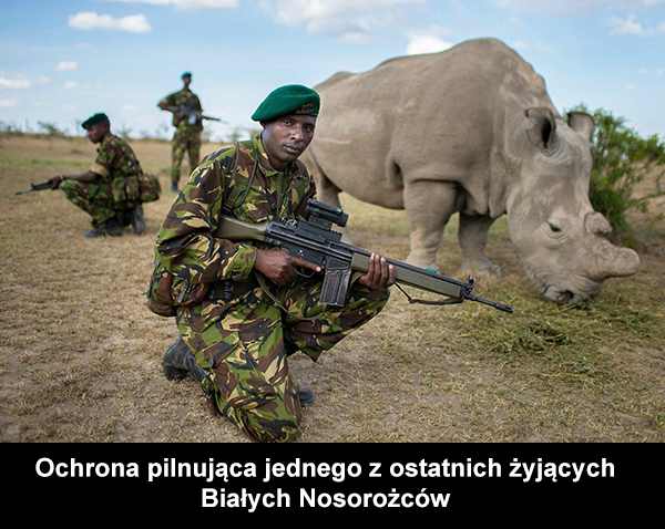 Ochroniarze nosorożca