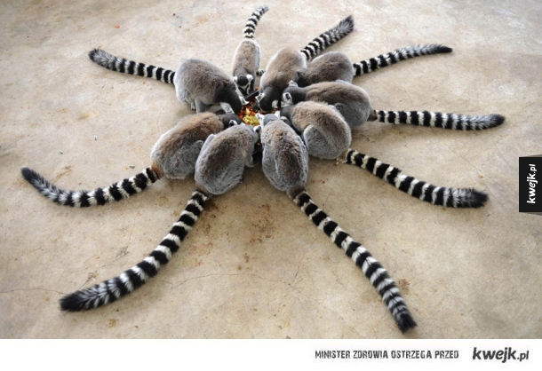 Krąg lemurów