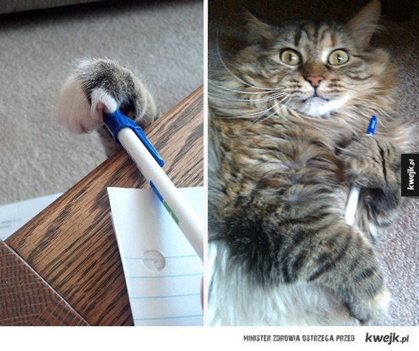 Psze Pani, nie odrobiłem pracy domowej bo kot zabrał i długopis.  True Story...
