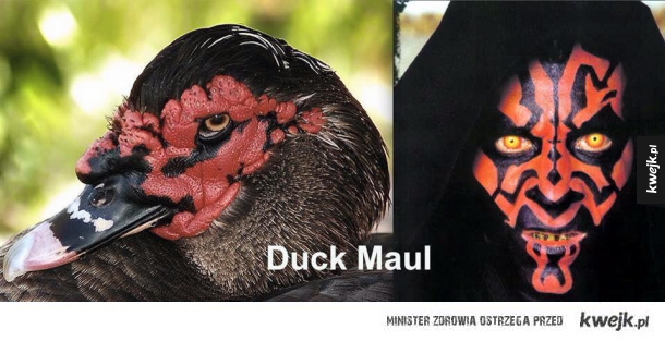 Duck Maul