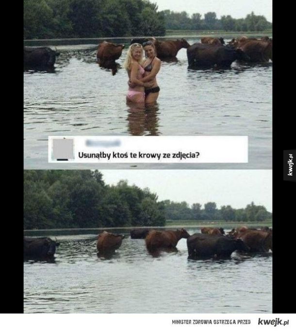 Krowy na zdjęciu