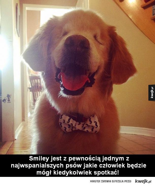 Historia psa, który wabi się Smiley