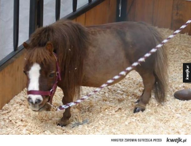 Najmniejszy koń na świecie