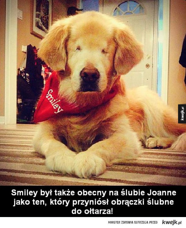 Historia psa, który wabi się Smiley