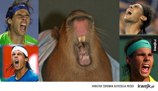 Kapibary, które wyglądają jak Rafael Nadal