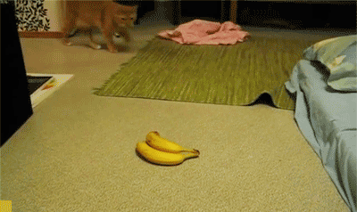 Gify pokazujące, że banan to śmiertelny wróg kota