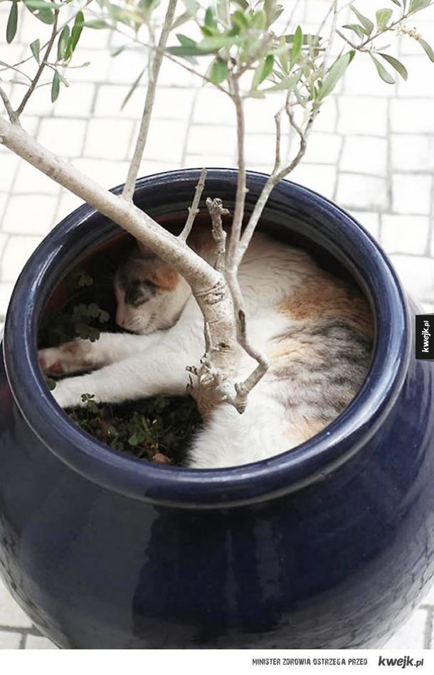 Koty, które myślą że są roślinami