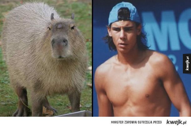 Kapibary, które wyglądają jak Rafael Nadal