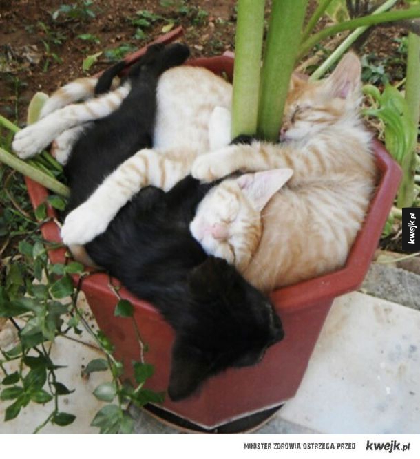 Koty, które myślą że są roślinami