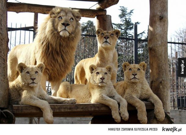 Piękna lwia rodzinka