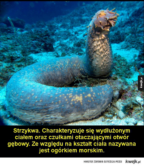 Potwory żyjące w morskich głębinach