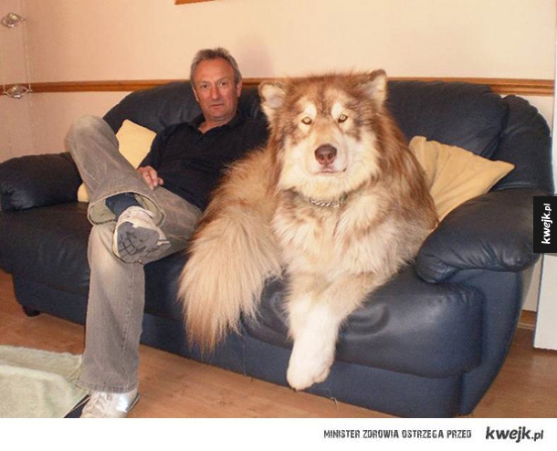 Psy, które nie zdają sobie sprawy z tego, jak są wielkie