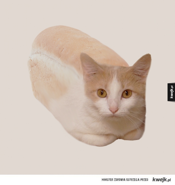 Kot udaje, że jest chlebem