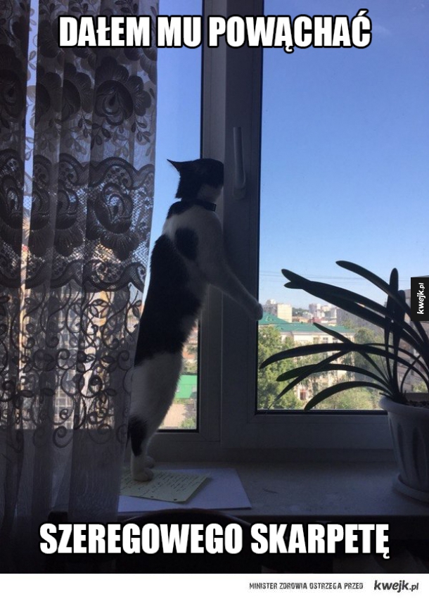 Koteł szuka świeżego powietrza