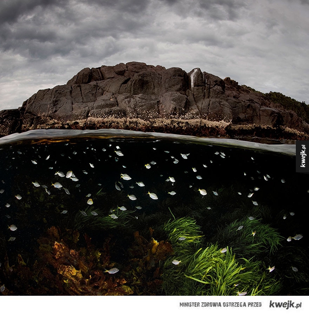 Niesamowite zdjęcia zrobione w połowie pod wodą