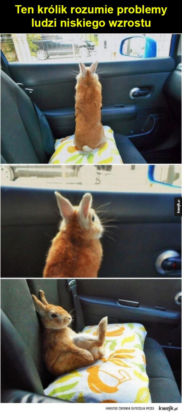 Problem królika