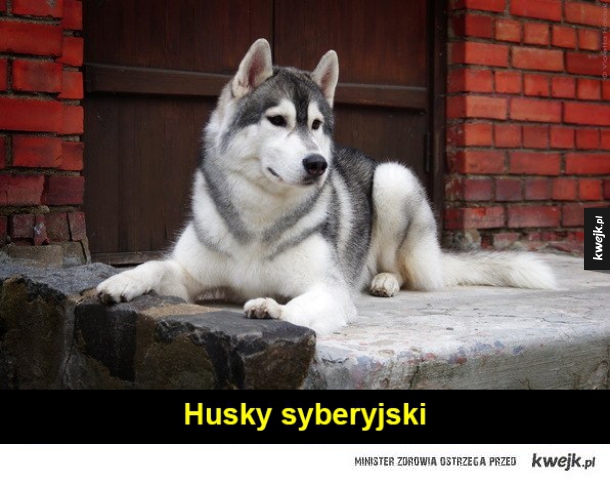 Husky