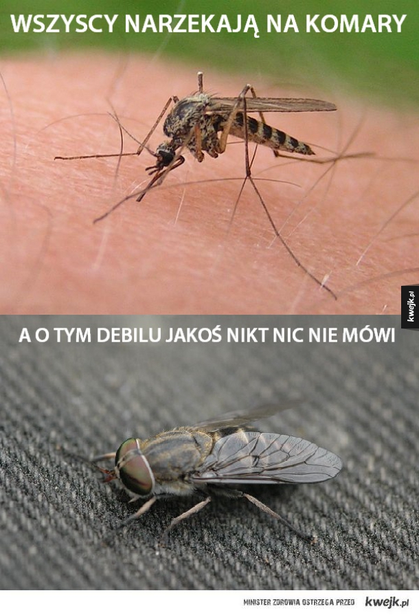 Komar vs. Bąk