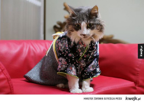 Koty w kimonach