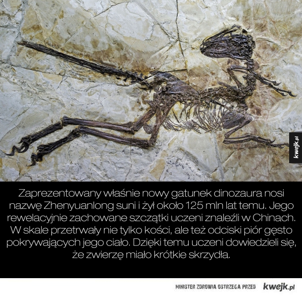 Niezwykłe odkrycie Paleontologów!