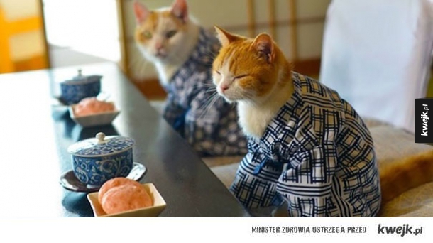 Koty w kimonach