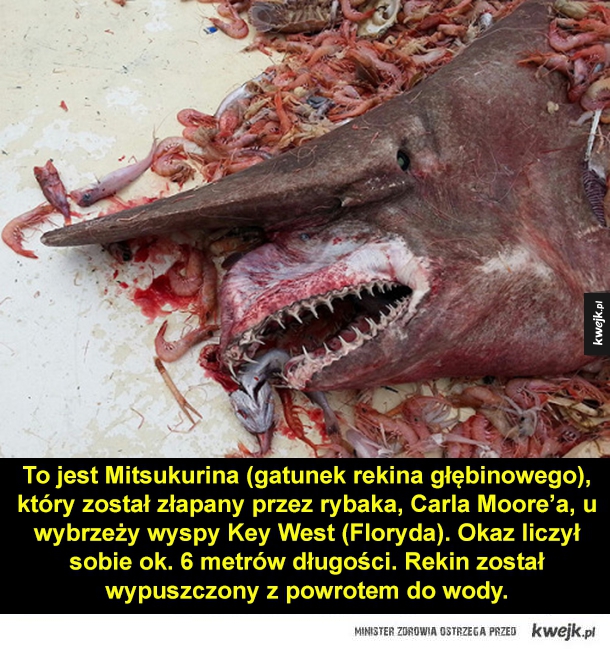 To jest Mitsukurina (gatunek rekina głębinowego), który został złapany przez rybaka, Carla Moore'a, u wybrzeży wyspy Key West (Floryda).