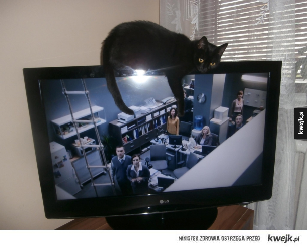 Telewizory się zmieniają... koty nie