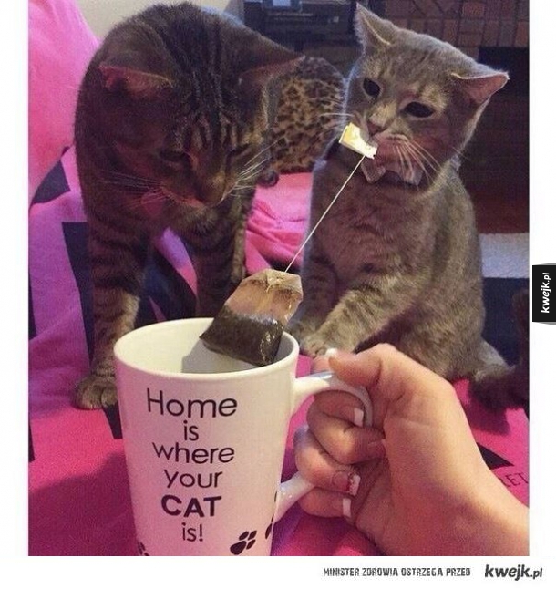Tam Twój dom, gdzie Twój kot parzy Ci herbatę