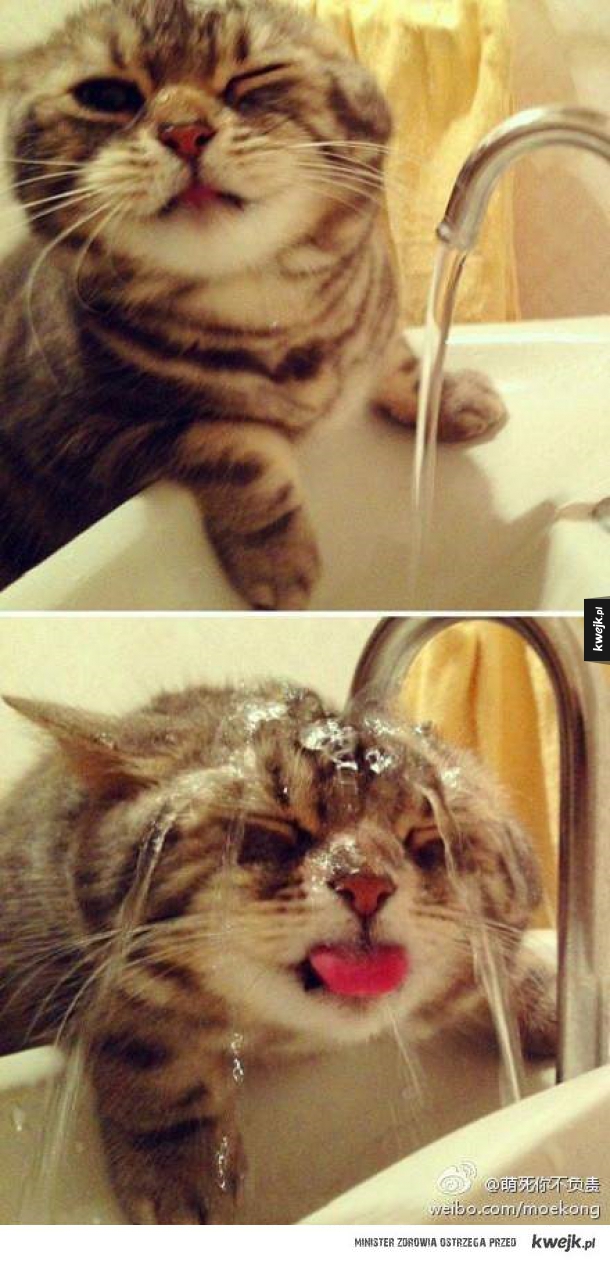 Kot, który lubi wodę