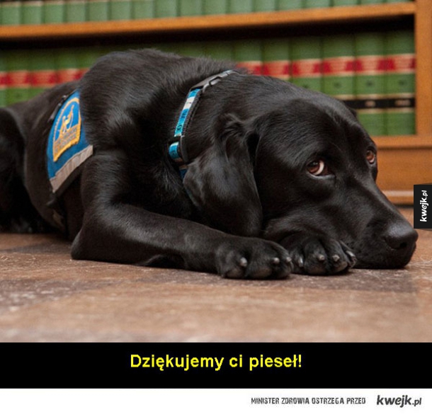 Pies pomocnik sądowy