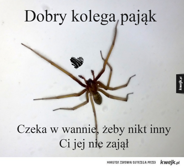 Dobry kolega pająk