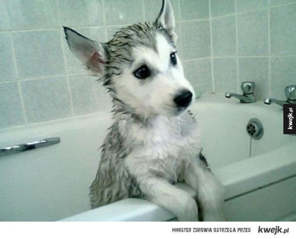 Psy w kąpieli