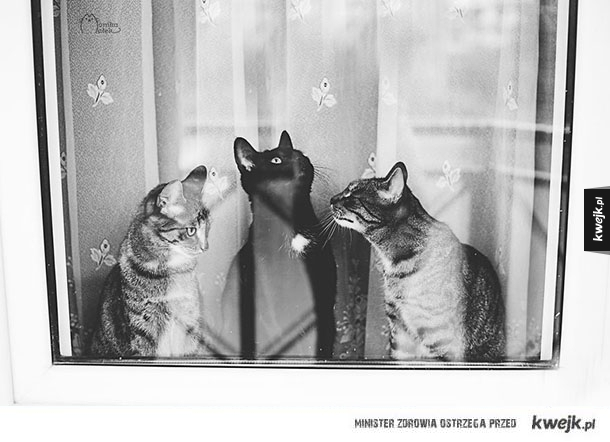 kot, piekno, czarno-białe zdjęcia, fotografia, aparat
