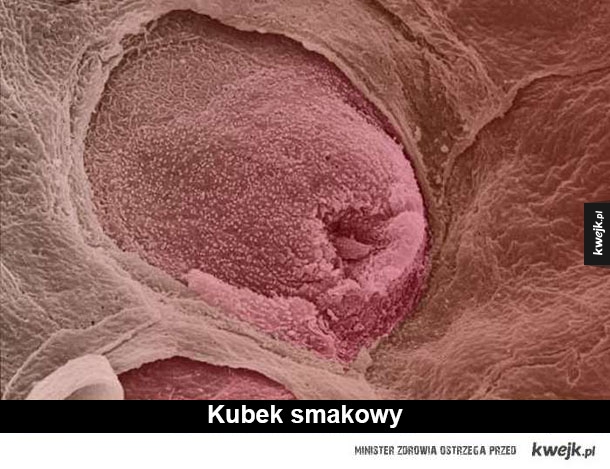 Ludzkie ciało pod mikroskopem