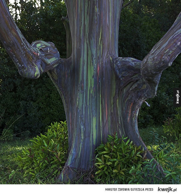 Tęczowy eukaliptus