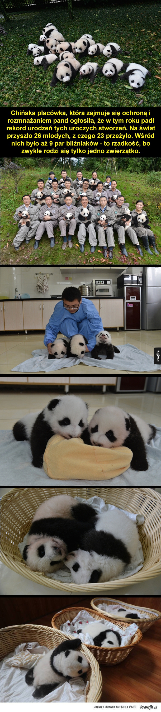 Chińska placówka, która zajmuje się ochroną i rozmnażaniem pand ogłosiła, że w tym roku padł rekord urodzeń tych uroczych stworzeń. Na świat przyszło 26 młodych, z czego 23 przeżyło. Wśród nich było aż 9 par bliźniaków - to rzadkość, bo zwykle rodzi się ty