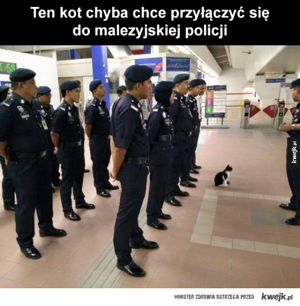 Kot w policji