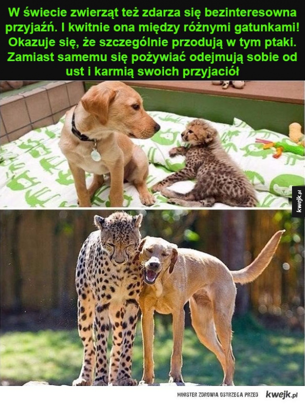 Niezwykłe przyjaźnie między zwierzętami