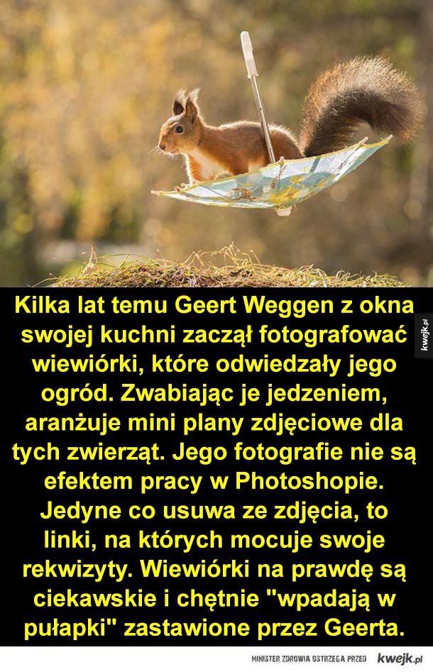 Kilka lat temu Geert Weggen z okna swojej kuchni zaczął fotografować wiewiórki, które odwiedzały jego ogród. Zwabiając je jedzeniem, aranżuje mini plany zdjęciowe dla tych zwierząt. Jego fotografie nie są efektem pracy w Photoshopie. Jedyne co usuwa ze zdj