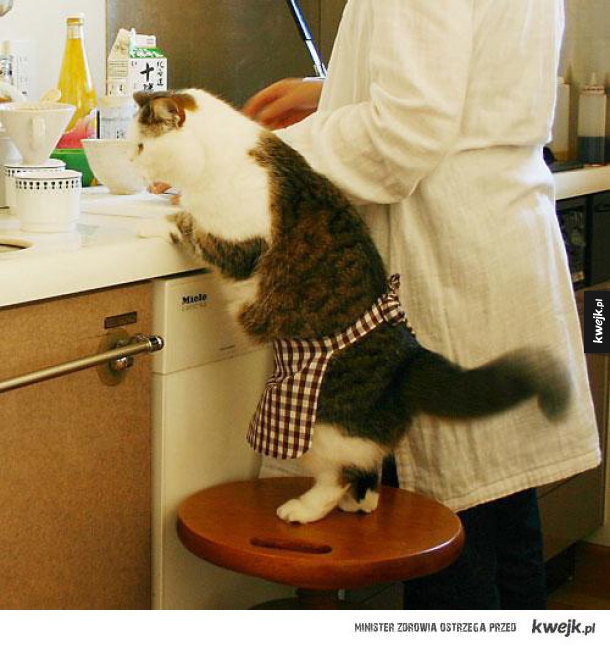 Kot pomaga w kuchni