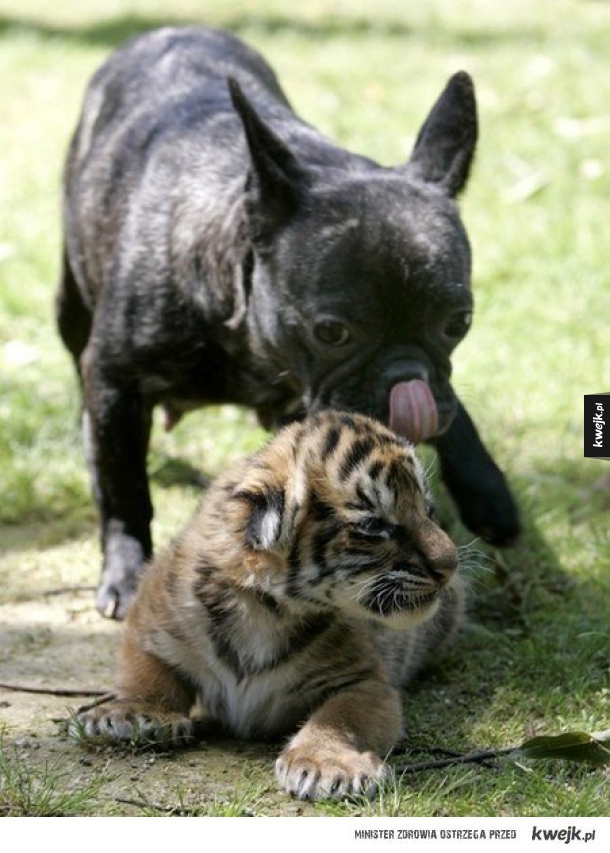 przyjaźnie między zwierzętami
