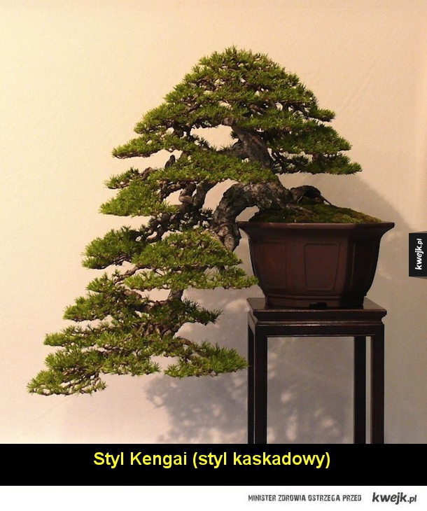 Podstawowe style bonsai