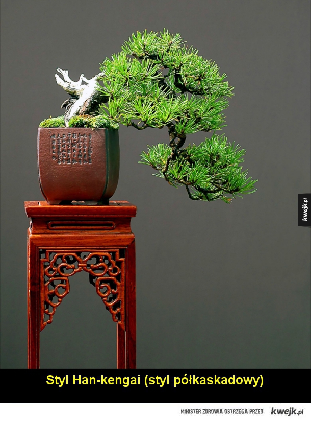 Podstawowe style bonsai