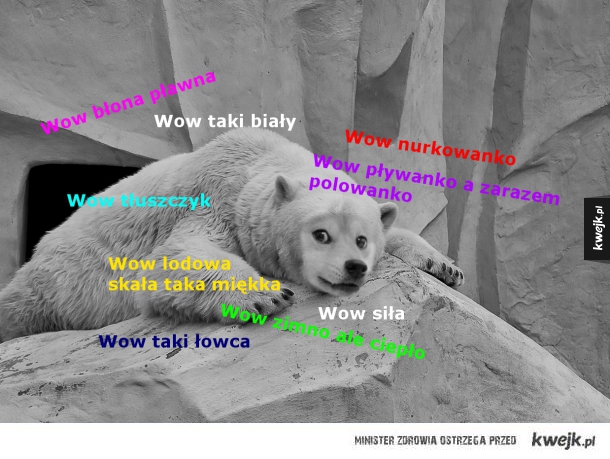 Niedźwiedzieł Polarny