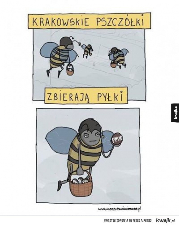 Pszczoły w Krakowie